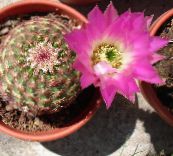 Sobne biljke Astrophytum pustinjski kaktus ružičasta