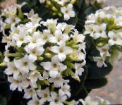 Εσωτερικά φυτά Καλαγχόη παχύφυτα, Kalanchoe λευκό