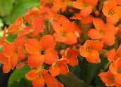 Vnútorné Rastliny Kalanchoe sukulenty oranžový