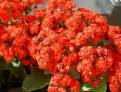 Εσωτερικά φυτά Καλαγχόη παχύφυτα, Kalanchoe κόκκινος
