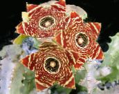 Pokojové rostliny Carrion Květiny sukulenty, Caralluma, Orbea hnědý