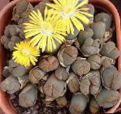 Домашні рослини Літопси (Живі Камені) суккулент, Lithops жовтий