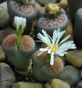Домашні рослини Літопси (Живі Камені) суккулент, Lithops білий
