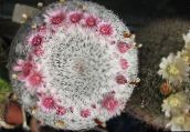 Vanha Nainen Kaktus, Mammillaria Aavikkokaktus (pinkki)