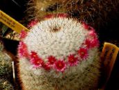 Gammel Dame Kaktus, Mammillaria  (rød)