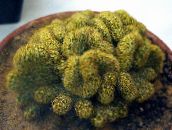Vnútorné Rastliny Stará Dáma Kaktus, Mammillaria žltá