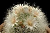 Cactus Anciana, Mammillaria