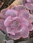 Hens & Chicks, Mexican Snowball