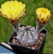 Acanthocalycium Desert Cactus (yellow)