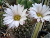 Innendørs planter Acanthocalycium ørken kaktus hvit
