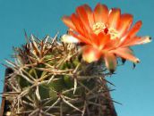 Acanthocalycium Kõrbes Kaktus (oranž)