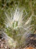 Домашні рослини Аустроціліндропунція пустельний кактус червоний