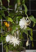 Sisäkasvit Hihna Kaktus, Orkidea Kaktus metsäkaktus, Epiphyllum valkoinen