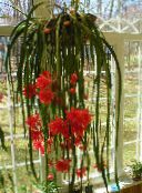 Pokojové rostliny Popruh Kaktus, Orchidej Kaktus, Epiphyllum červená