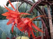 Sun Kaktus  (červená)