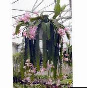 Vidinis augalai Saulė Kaktusas, Heliocereus rožinis