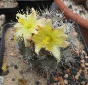 Copiapoa Desert Cactus (yellow)