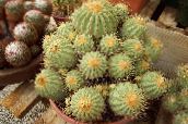 Indoor plants Copiapoa desert cactus yellow