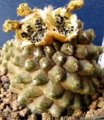 Домашні рослини Копіапоа пустельний кактус, Copiapoa жовтий