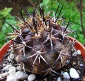 Vnútorné Rastliny Copiapoa pustý kaktus žltá