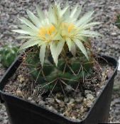 des plantes en pot Coryphantha le cactus du désert jaune