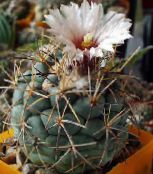 Vnútorné Rastliny Coryphantha pustý kaktus biely