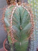 Pokojové rostliny Lemaireocereus pouštní kaktus bílá