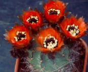 Plantas de interior Cob Cactus cacto do deserto, Lobivia vermelho