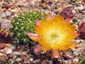 Le piante domestiche Cactus Cob, Lobivia giallo
