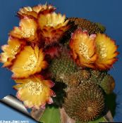 Домашние растения Лобивия кактус пустынный, Lobivia оранжевый