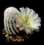 Cactus Mazorca Cacto Desierto (blanco)
