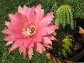 Le piante domestiche Cactus Cob, Lobivia rosa