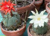 Pokojové rostliny Matucana pouštní kaktus bílá