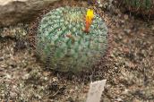 Innendørs planter Matucana ørken kaktus gul