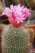 Innendørs planter Matucana ørken kaktus rosa