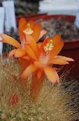 Innendørs planter Matucana ørken kaktus orange