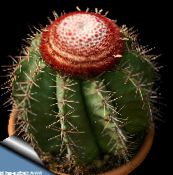 Melocactus Pustynny Kaktus (różowy)