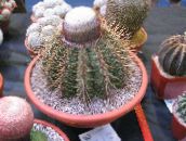 Indoor plants Turks Head Cactus, Melocactus pink