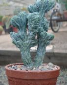 Plantas de salón Vela Azul, Arándano Cactus, Myrtillocactus blanco