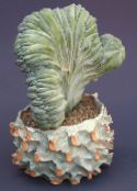 Домашні рослини Міртіллокактус, Myrtillocactus білий