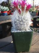 Pokojové rostliny Neoporteria pouštní kaktus růžový