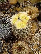 des plantes en pot Neoporteria le cactus du désert jaune