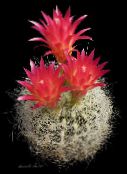 Neoporteria Sivatagi Kaktusz (piros)