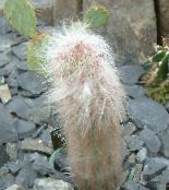 des plantes en pot Oreocereus le cactus du désert rose