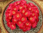 Затворени погони Сулцоребутиа пустињски кактус, Sulcorebutia црвено