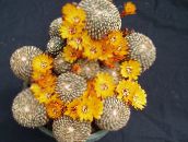 Домашние растения Сулькоребуция кактус пустынный, Sulcorebutia желтый