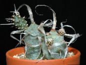 Tephrocactus Ödslig Kaktus (vit)