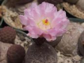 Plantas de salón Tephrocactus cacto desierto rosa
