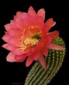 Интериорни растения Trichocereus пустинен кактус червен