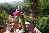 Krukväxter Trichocereus ödslig kaktus rosa